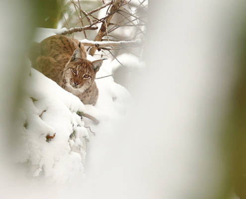 Le messager des animaux